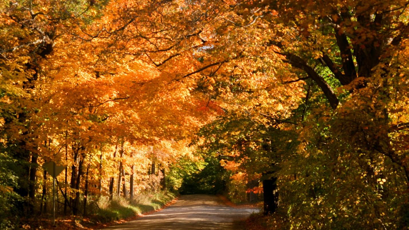 An autumn road surrounded by foliage in Oakland County, MI.